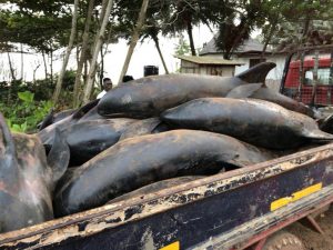 sale of unwholesome fish could lead to 4 years jail sentence fda warns